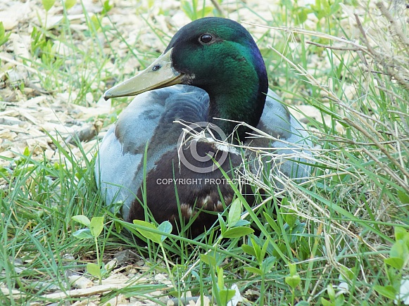 Male mallard duck resting