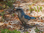 Florida Scrub-Jay