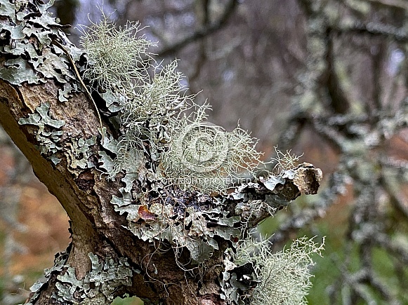Lichen - Caledonian Forest - Scotland