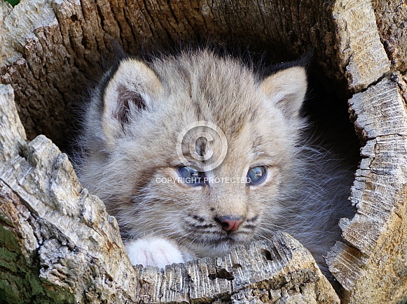 Canadian lynx kitten