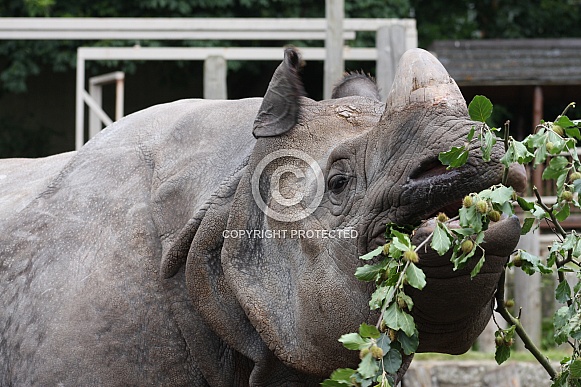 Greater One-Horned Rhino feeding