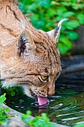 Lynx Drinking