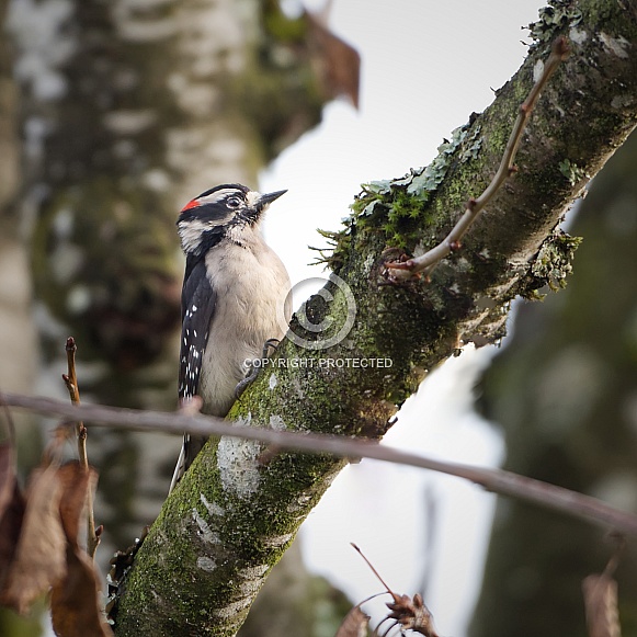 Downy Woodpecker on Tree