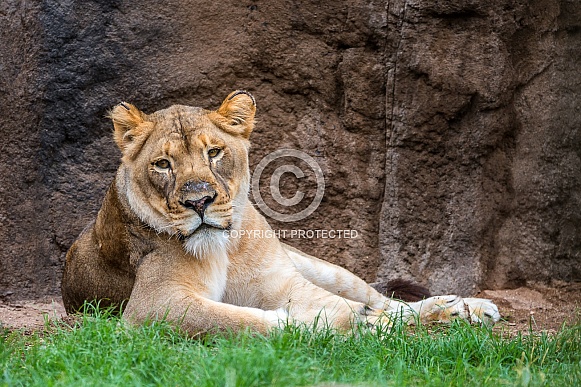 Young Female Lion