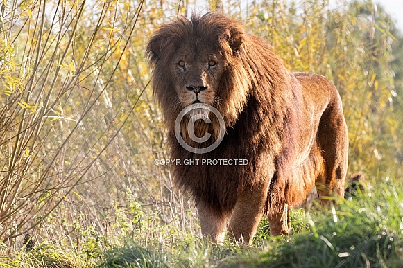 African Lion Full Body Standing On Top Of Hill