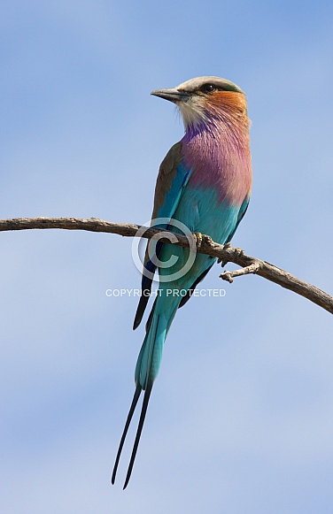 Lilacbreasted Roller - Botswana