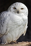 Snowy owl posing