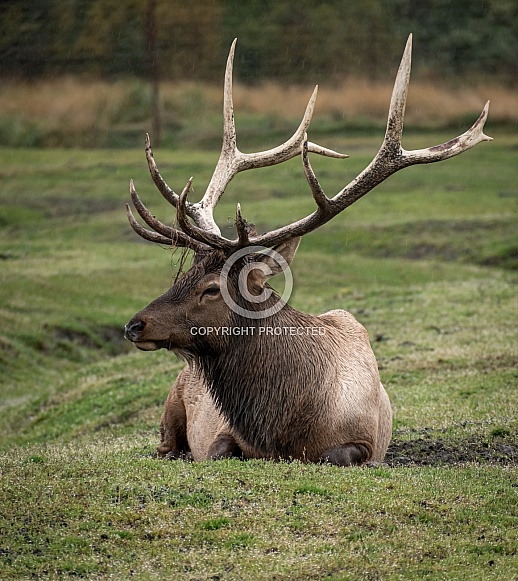 Alaskan Elk relaxing