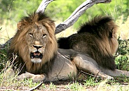 African Lion (Wild)