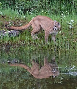 Mountain Lion, or  cougar, puma, panther, and catamount
