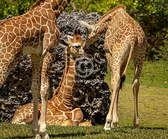 Baby Reticulated Giraffes snuggling