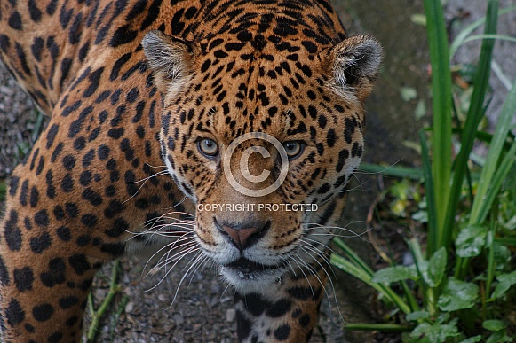 Jaguar Head Shot
