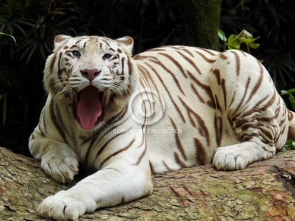 White Tiger Yawning