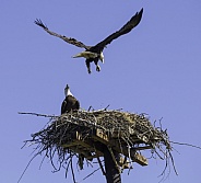 Nesting American Bald Eagle Pair