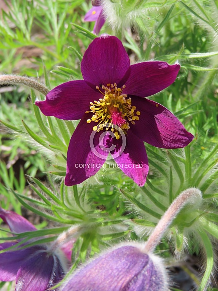 Purple Pasque Flower