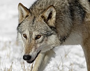 Grey Wolf-Wolfish Beauty