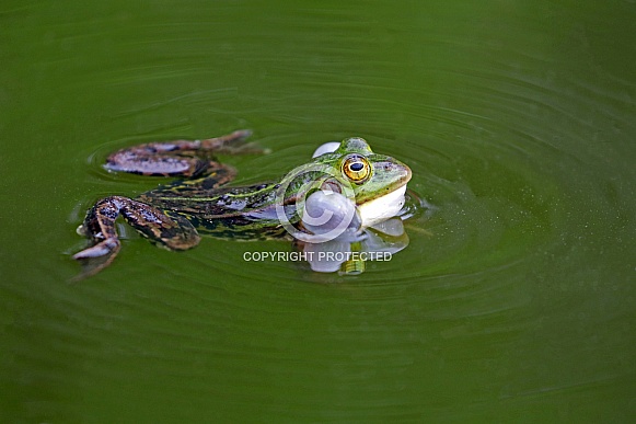 True frog (Ranidae)