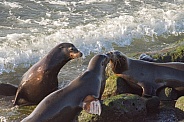 Sea Lions - Meet and Greet