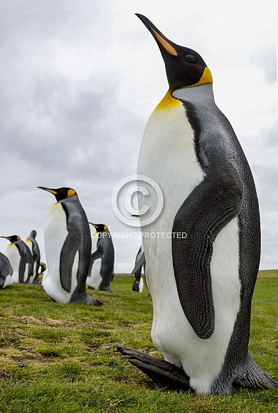 King Penguin Colony - Falkland Islands