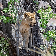 Juvenile Lion