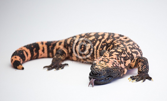 Gila Monster with toungue out