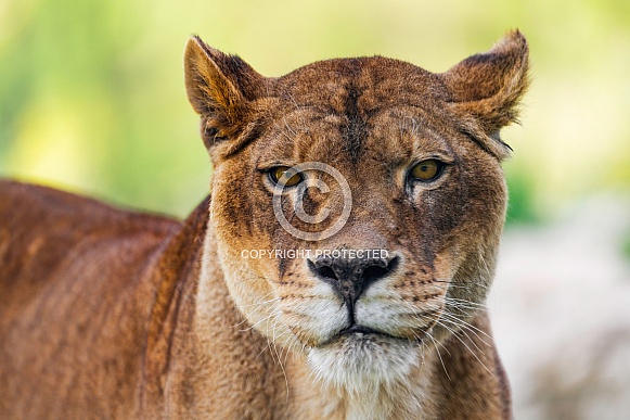 Portrait of a serious lioness