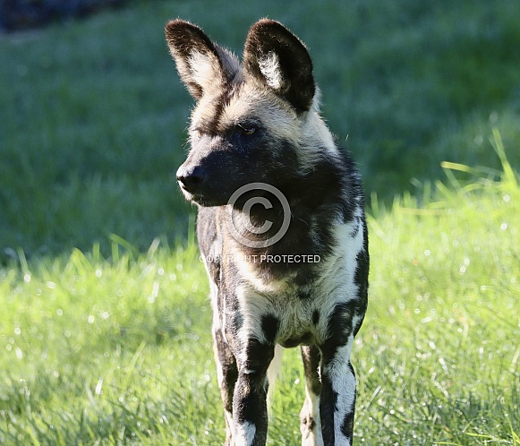 African Hunting Dog
