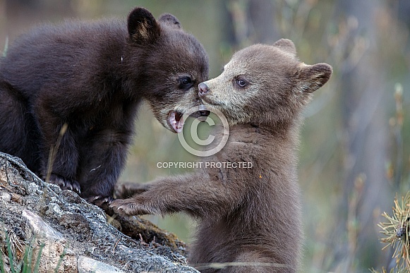 Two black bear cubs