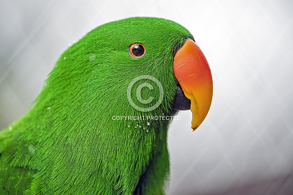 Portrait of an electus parrot