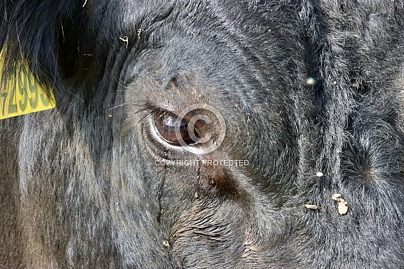 Bull eye close up