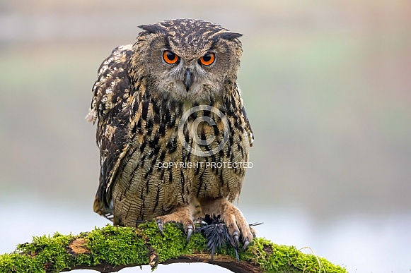 closeup of Eurasian eagle-owl (Bubo bubo) in wild