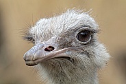 Common Ostrich (Struthio camelus)