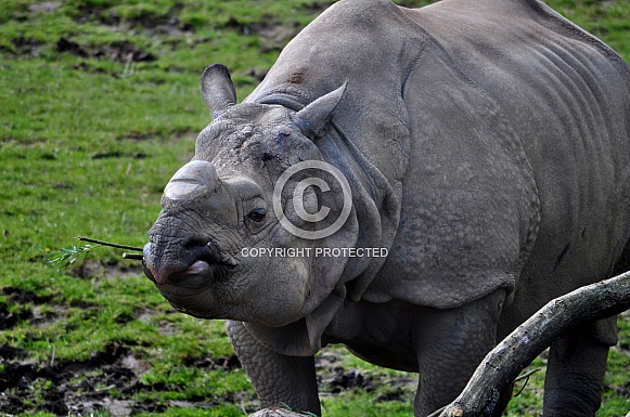Greater One-Horned Rhino (Rhinoceros unicornis)