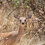 Steenbok Antelope