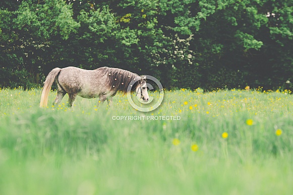 Dapple Grey Welsh Pony