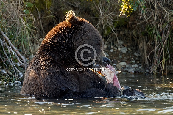 Grizzly Bear at Alaska