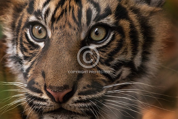 Sumatran tiger Cub Close up