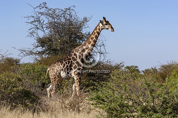 Giraffe (Giraffa camelopardalis) - Botswana