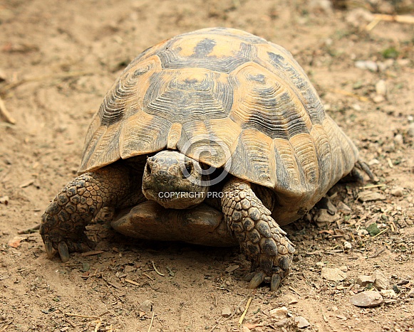 Greek tortoise (Testudo graeca)