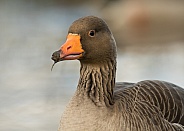 Greylag Goose Portrait
