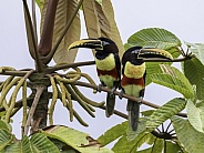 A Chestnut-eared Aracari in Ecuador