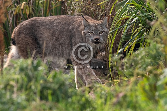 Canada Lynx Walking Through Grass