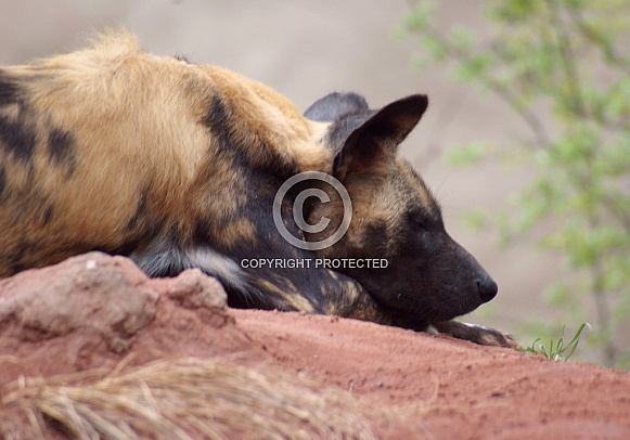 African Wild Dog