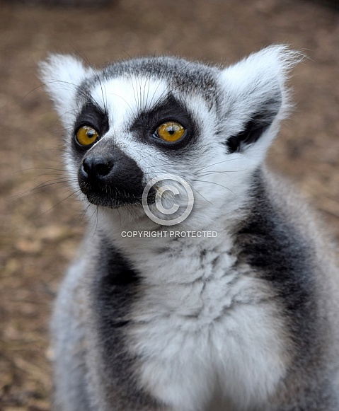 Young Ring-tailed Lemur