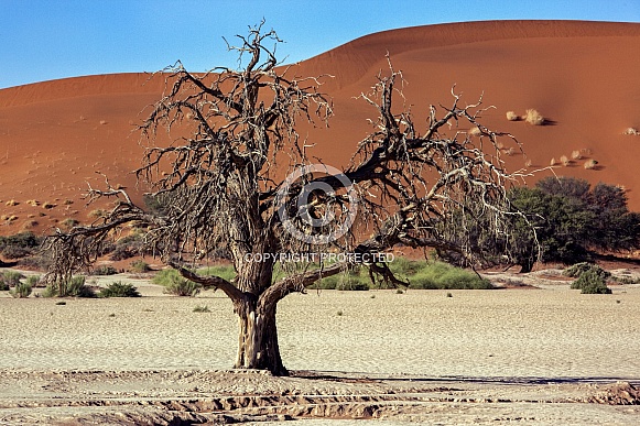 Namib-nuakluft National Park - Namibia