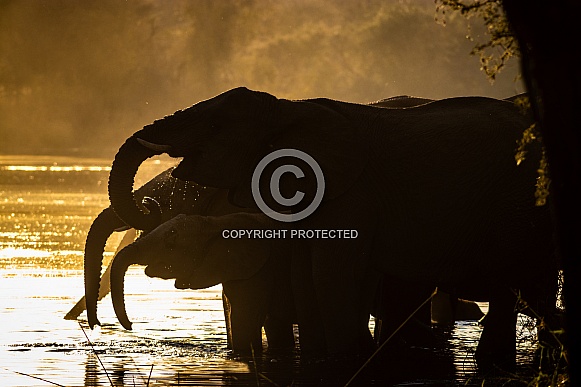 Elephant in the water. Silhouette