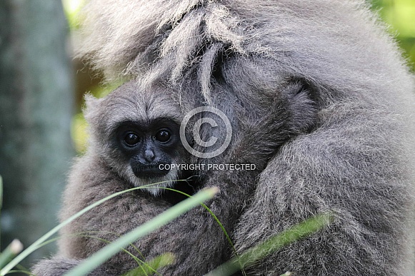 Silvery Gibbon Baby