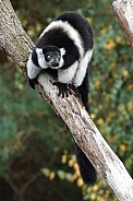White-Belted Black-And-White Ruffed Lemur