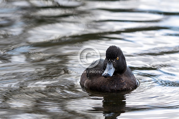 Tufted Duck (female)