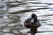 Tufted Duck (female)